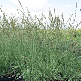 Молиния голубая