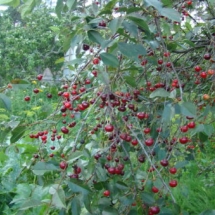Вишня Любская
