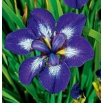Ирис сибирский I See Stars