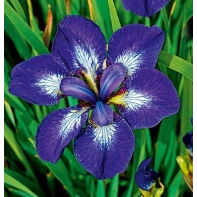 Ирис сибирский I See Stars