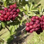 Рябина Гранатная