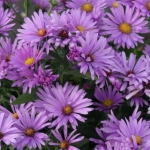 Астра новобельгийская Sarah Ballard