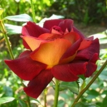 Роза чайно-гибридная Eddy Mitchel