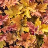 Гейхера гибридная Creme Brulee