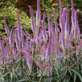 Вероникаструм виргинский Fascination