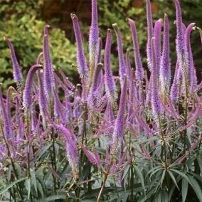 Вероникаструм виргинский Fascination