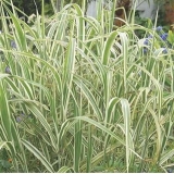 Манник большой Variegata