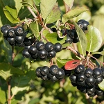 Арония черноплодная
