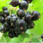 Смородина черная Чернавка