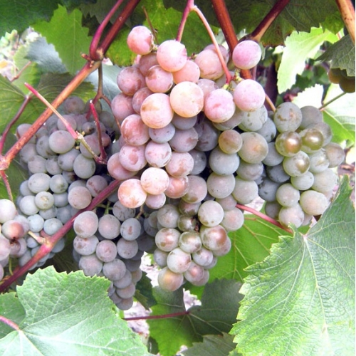 Виноград Розовый жемчуг