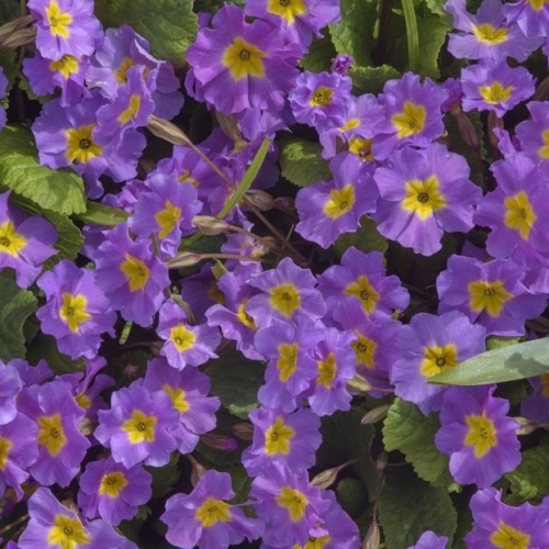 Примула Юлии (сиреневая)