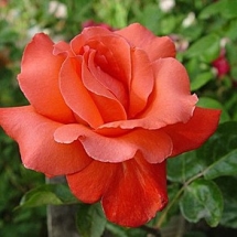 Роза чайно-гибридная Ave Maria