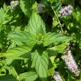 Мята перечная