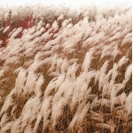 Мискантус сахароцветный