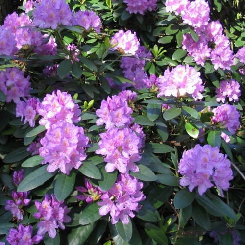 Рододендрон вечнозелёный Catawbiense Grandiflorum