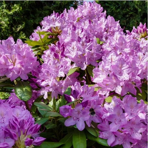 Рододендрон вечнозелёный Catawbiense Grandiflorum