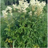 Лабазник (Таволга) вязолистный