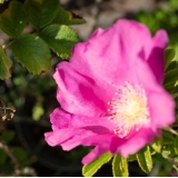 Роза Ругоза