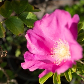 Роза Ругоза