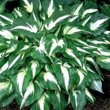 Хоста Night Before Christmas