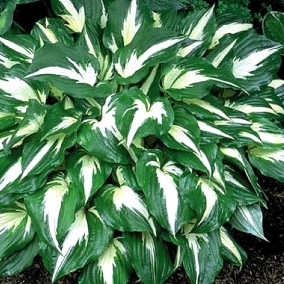 Хоста Night Before Christmas