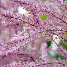 Тамарикс изящный